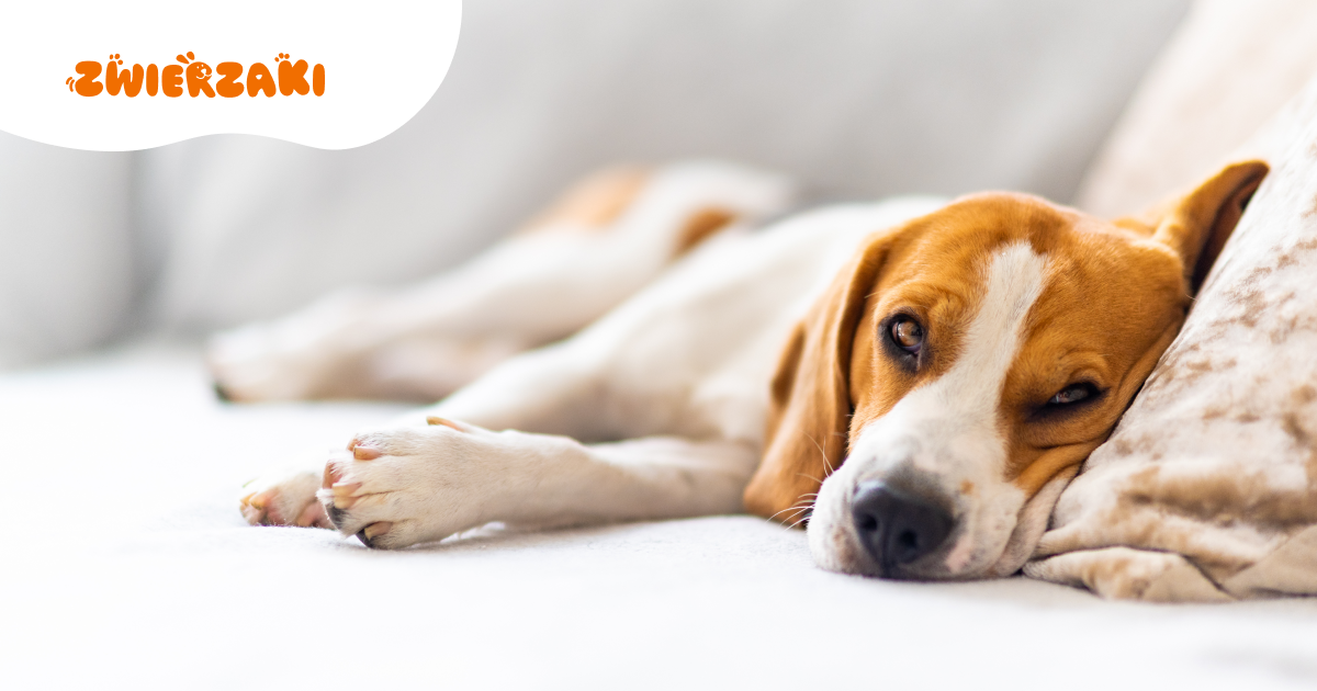 Sygnały frustracji u psa, których opiekunowie nie rozpoznają na co dzień