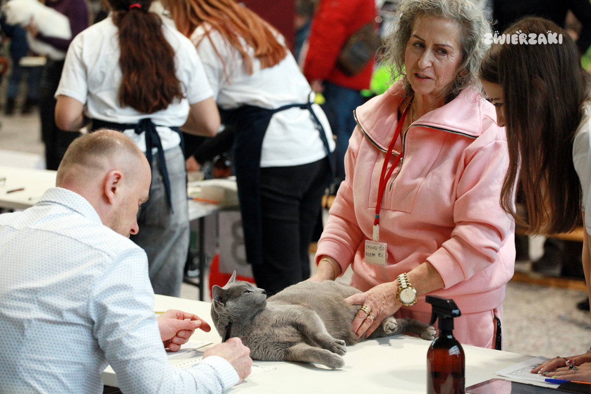 Gdynia 2025: Międzynarodowa wystawa kotów rasowych w obiektywie