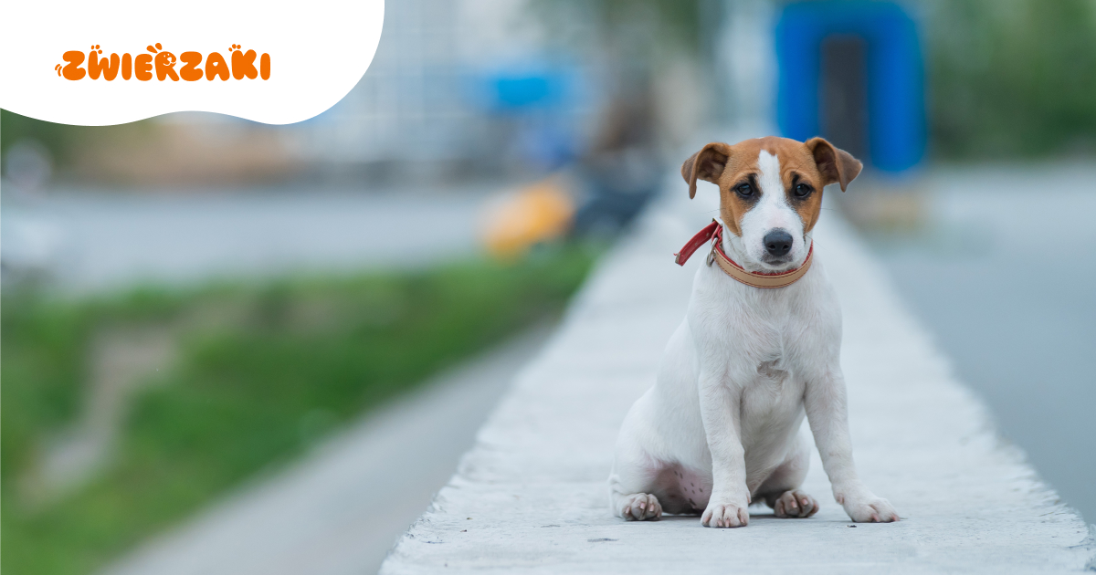 Twój pies boi się burzy? Co działa, a co tylko pogarsza sprawę?