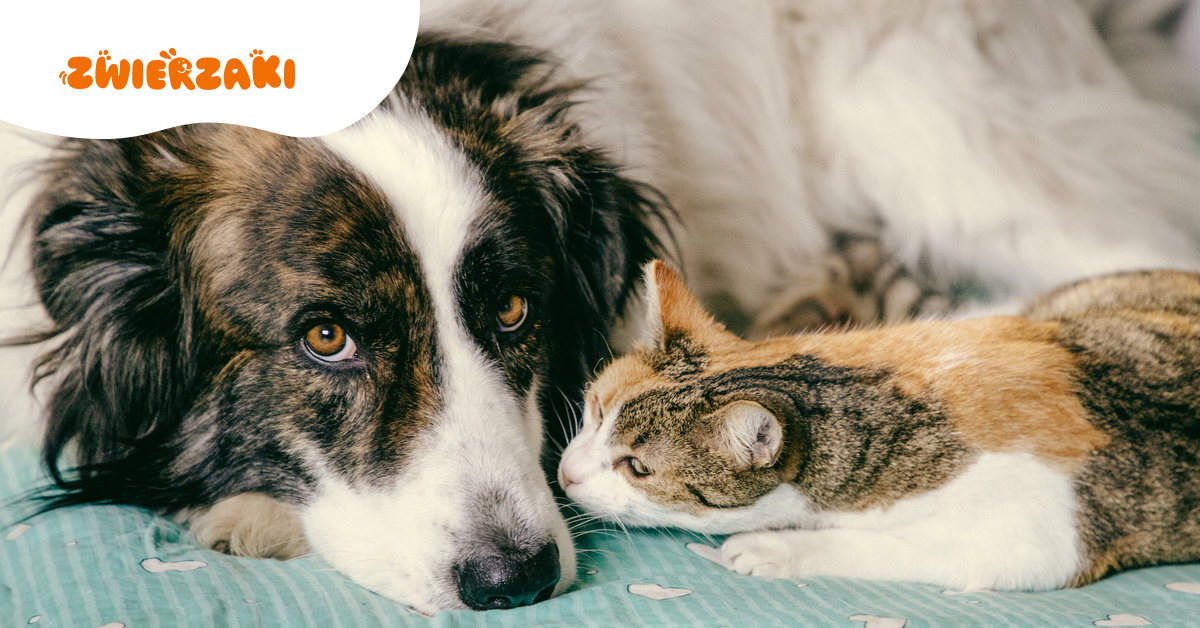 Rząd wprowadza czipy dla psów i kotów. Schroniska pod ścisłą kontrolą