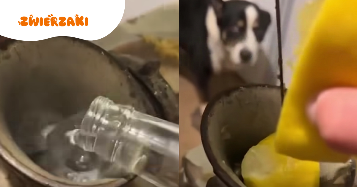 Bicie, oblewanie wodą i „radioaktywne jedzenie”. Sprawa psa z TikToka trafiła do prokuratury