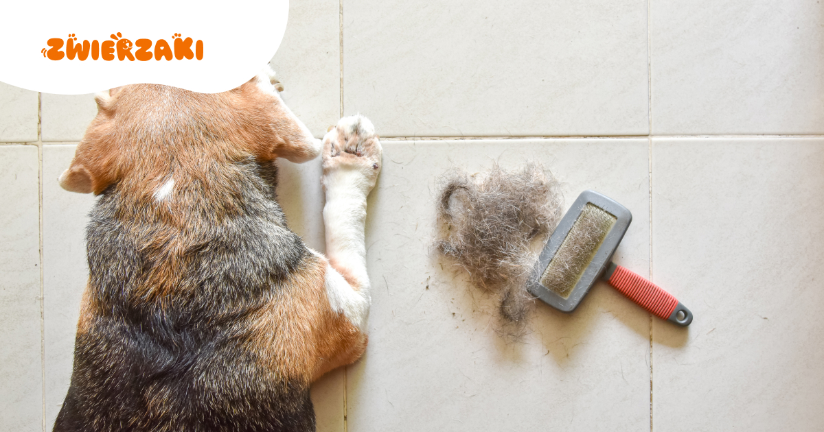 Sezonowe linienie czy łysienie? Jak rozpoznać, kiedy to problem?