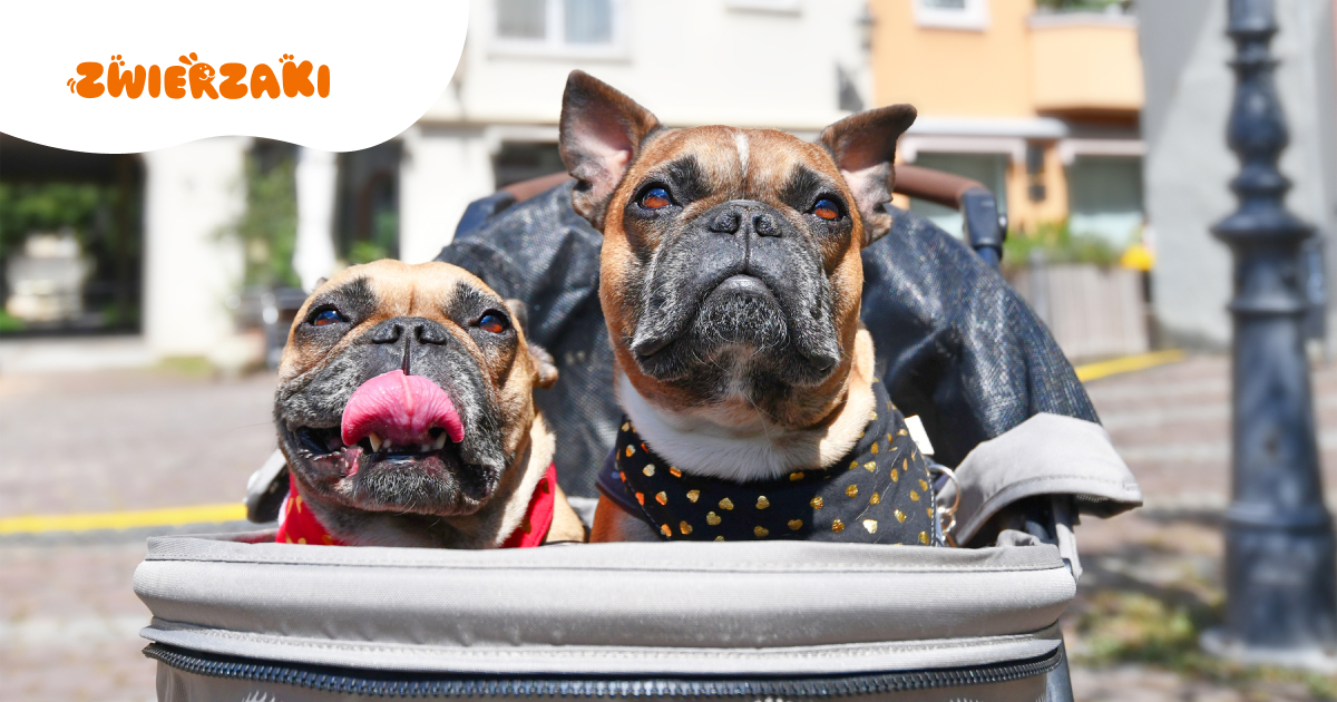 Humanizacja zwierząt: dlaczego to wywołuje takie kontrowersje?