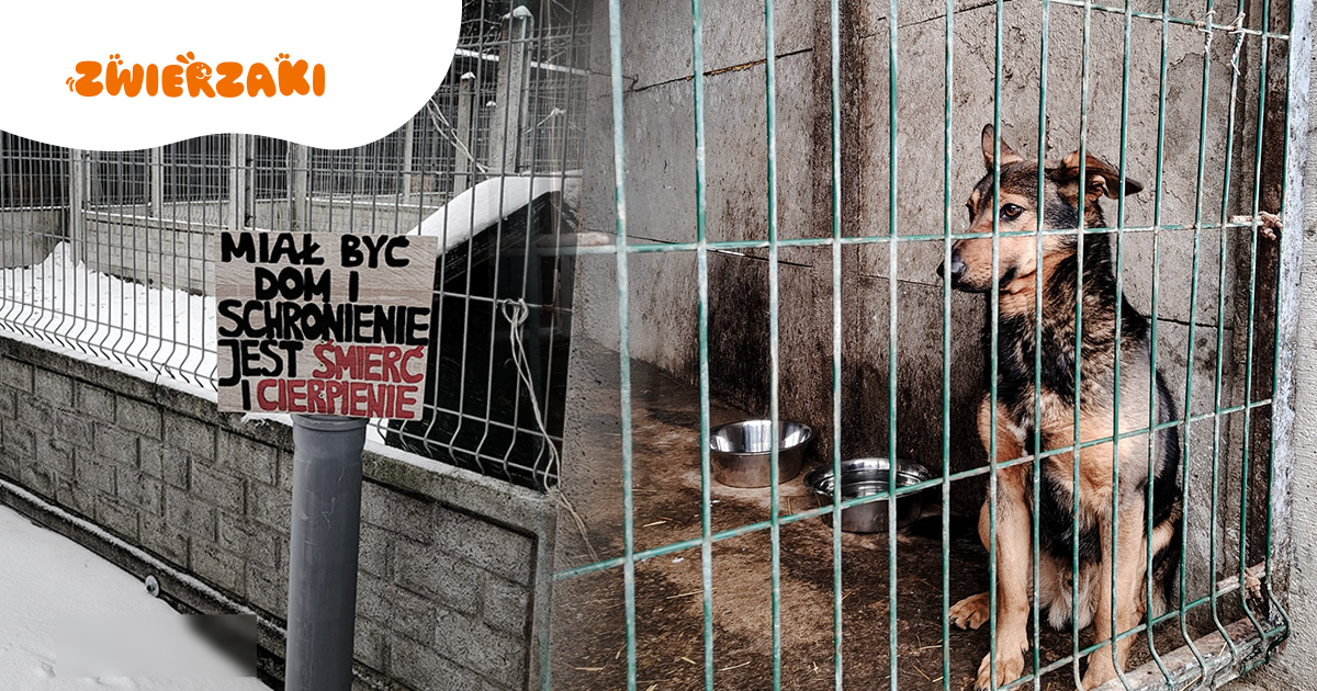 „Mordownia” w Sobolewie? Schronisko zamknięte, nocna ewakuacja psów