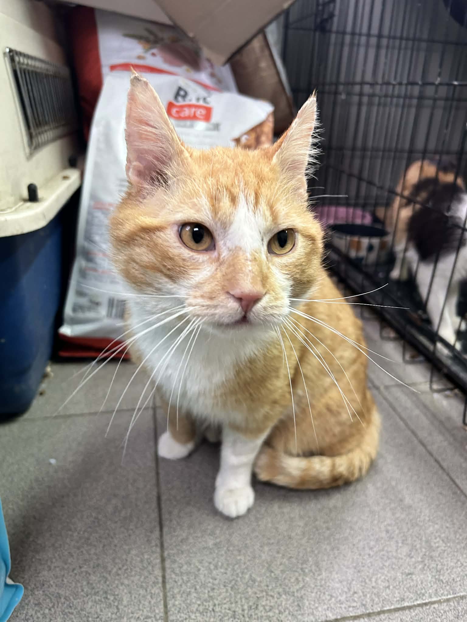 Rudy kocurek szuka domu schronisko Zgierz-aktualne 