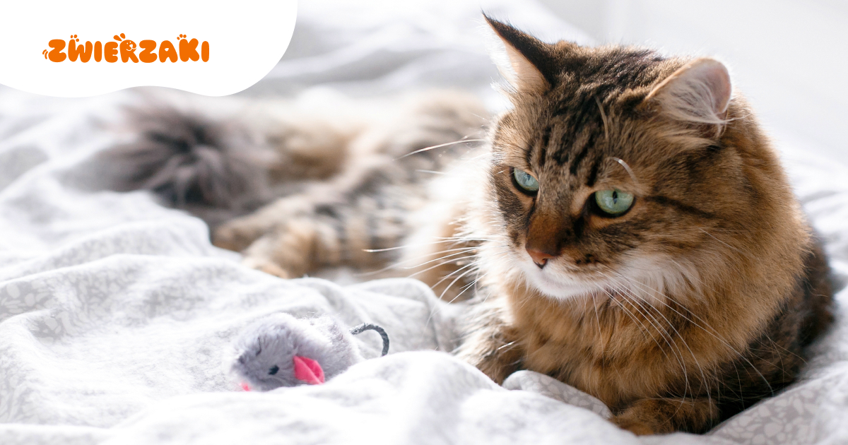 Dlaczego koty przynoszą upolowane zdobycze? Wyjaśniamy koci instynkt