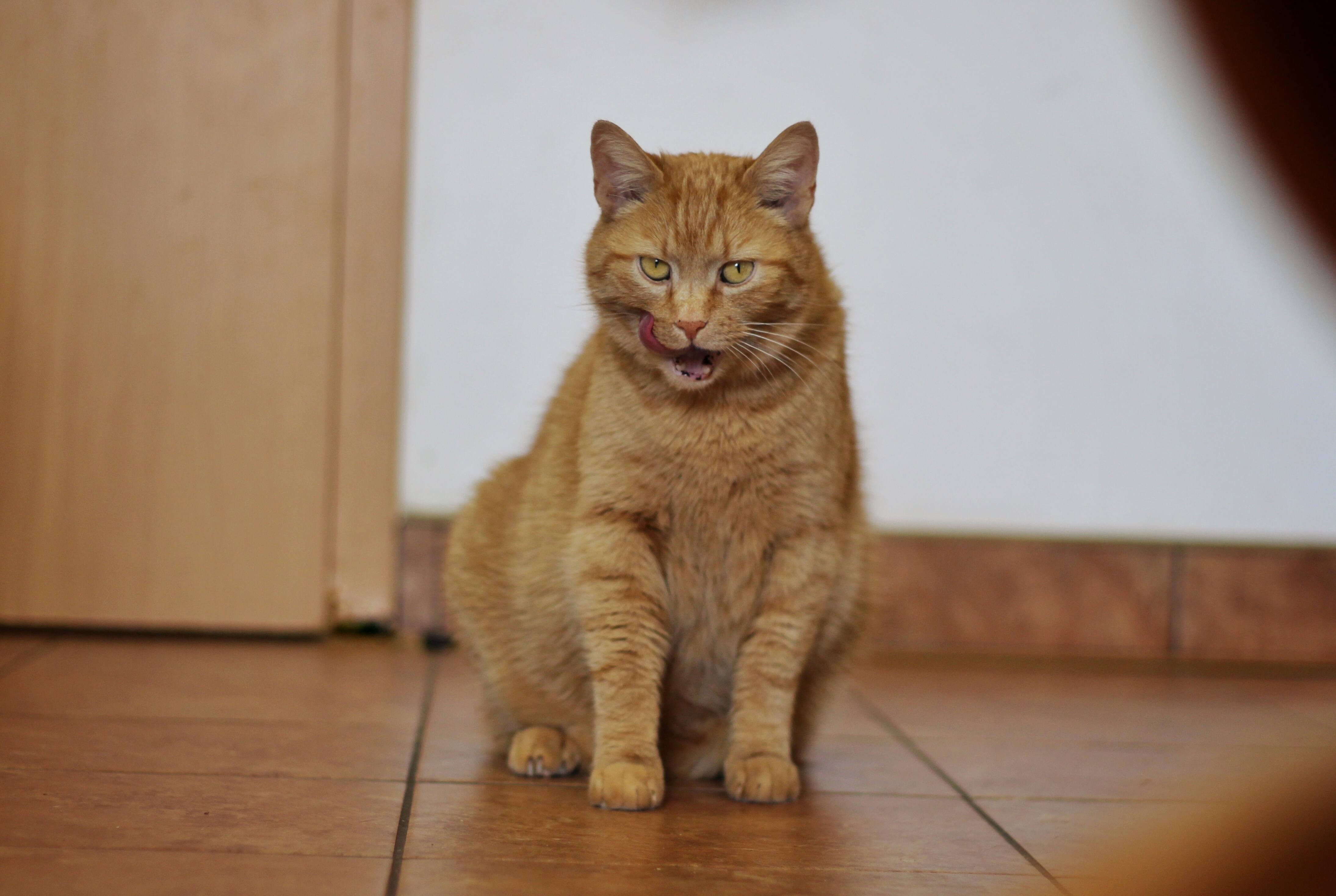 Garfield