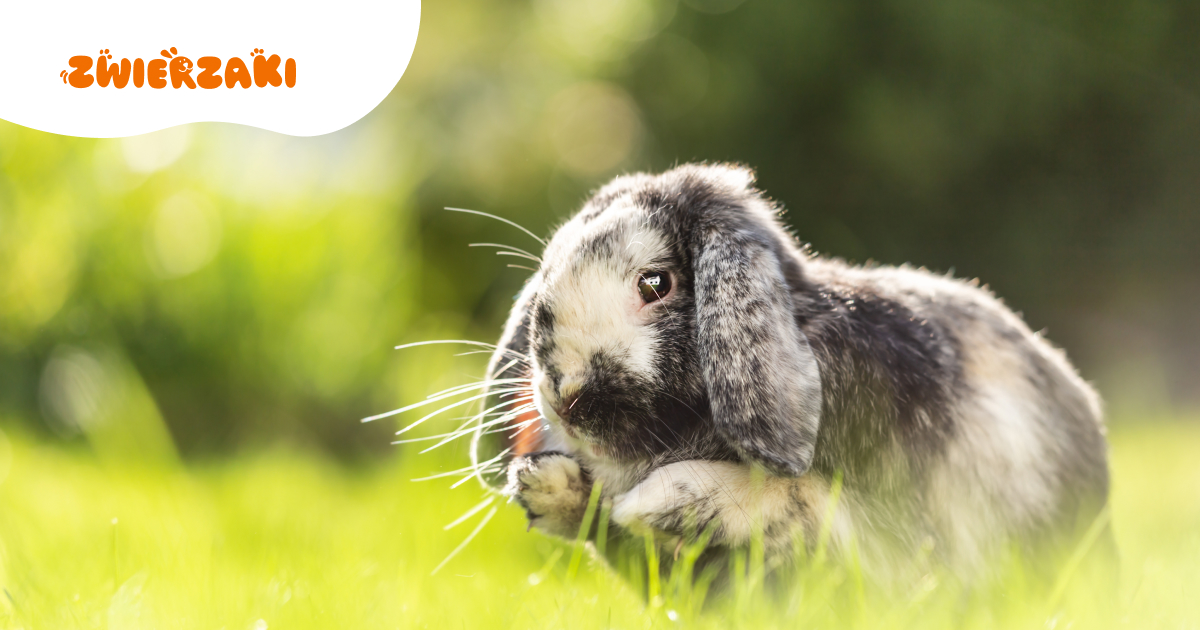 Nietypowe smakołyki dla królików i świnek morskich. Co naprawdę jest zdrowe?