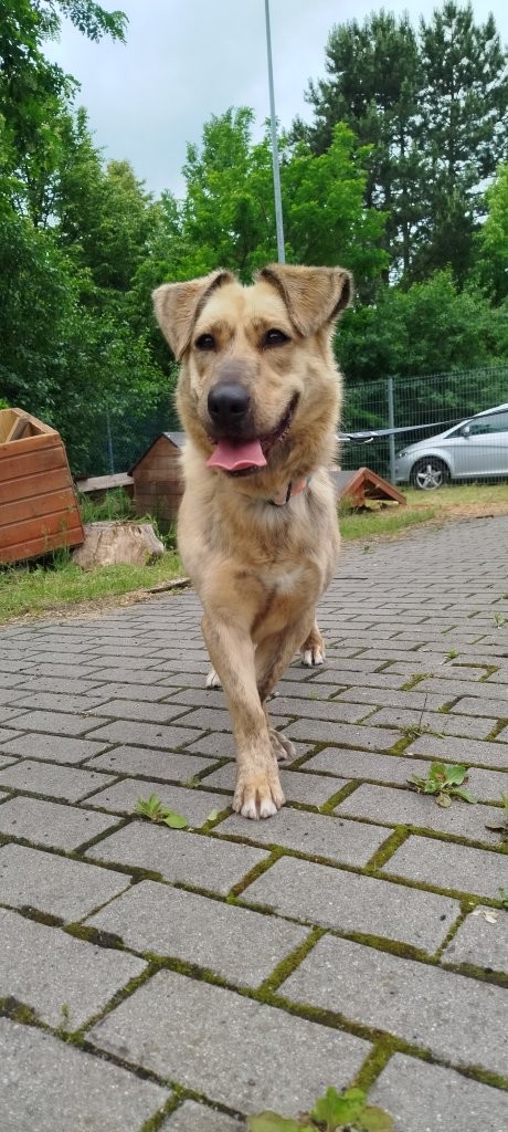 Nala