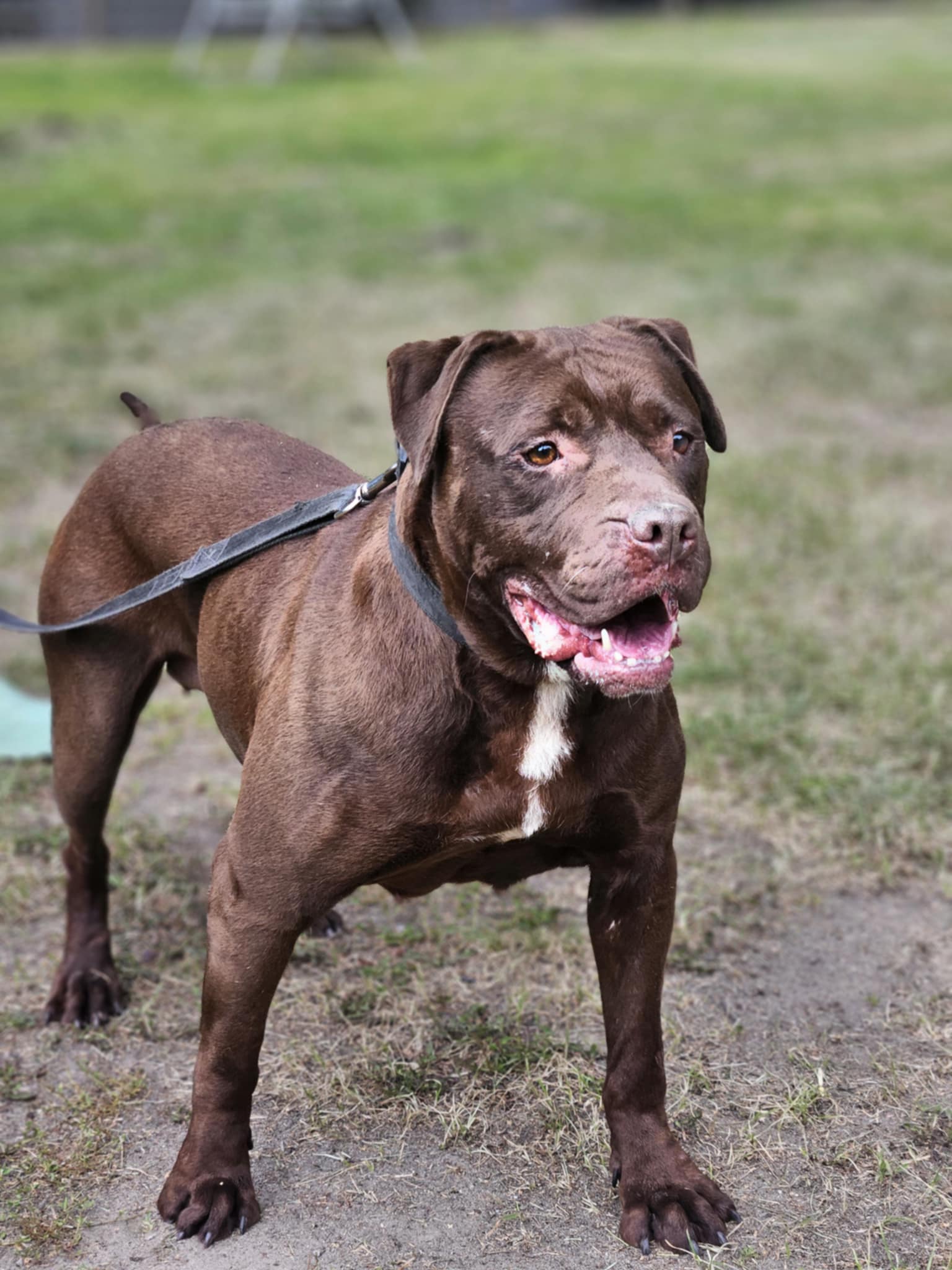 Pitbull Rednose Dasza 