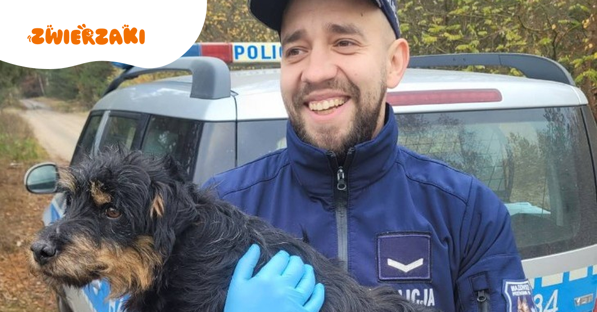 Ranny pies błąkał się po drodze S61. Policjanci zabrali go do radiowozu