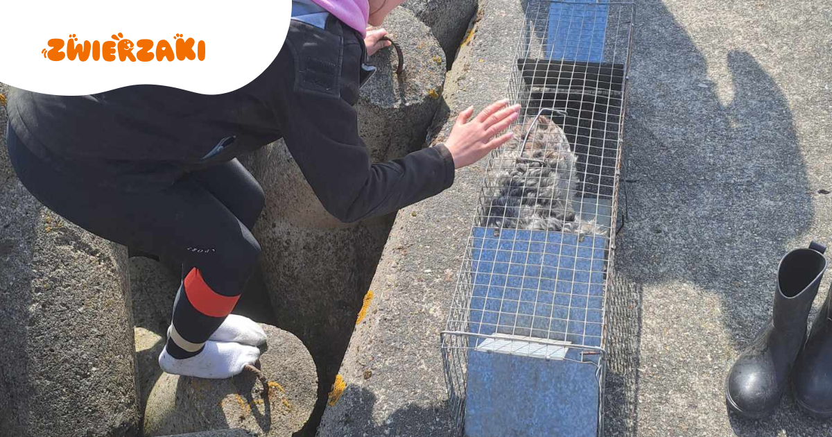 Sznaucer utknął pod falochronem w Kołobrzegu. Akcja ratunkowa trwała kilka dni!