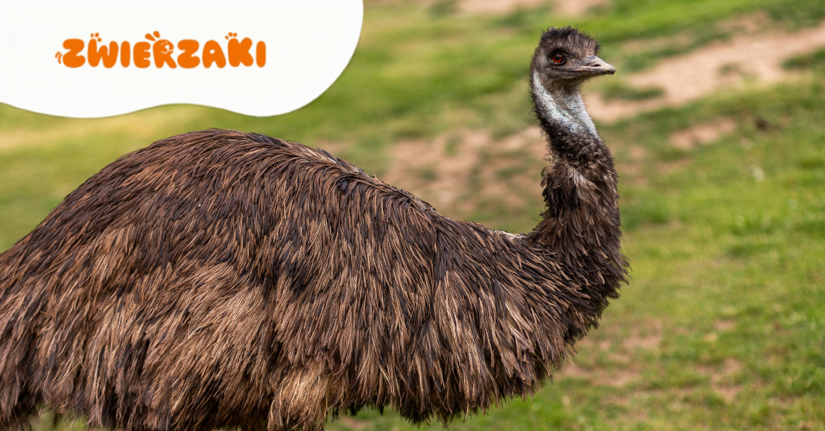 Emu w Jastrzębiu-Zdroju. Tusiek od kilku dni spaceruje po polach Ruptawy