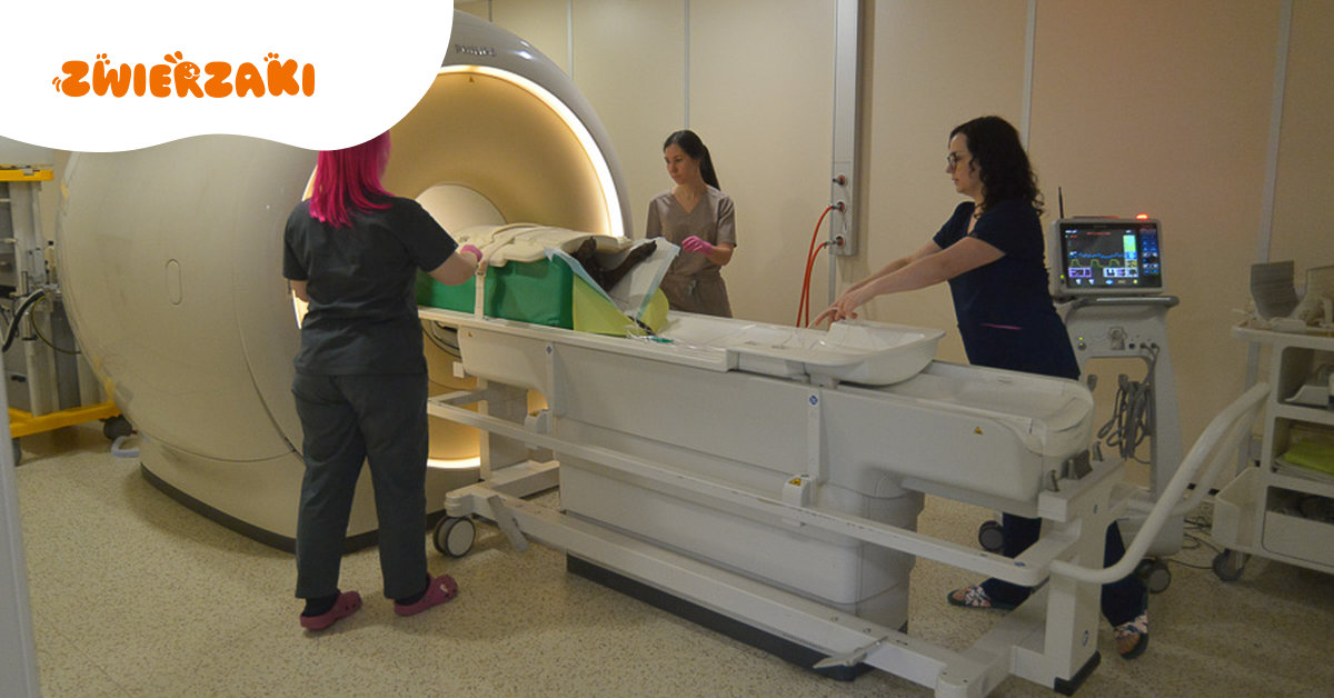 Psy, koty i… żółwie w rezonansie. Wrocławscy weterynarze pokazują, jak wygląda diagnostyka przyszłości