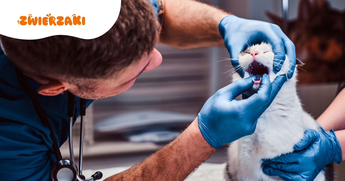 Niebezpieczny wariant kaliciwirozy atakuje koty. Co powinno zaniepokoić opiekuna?