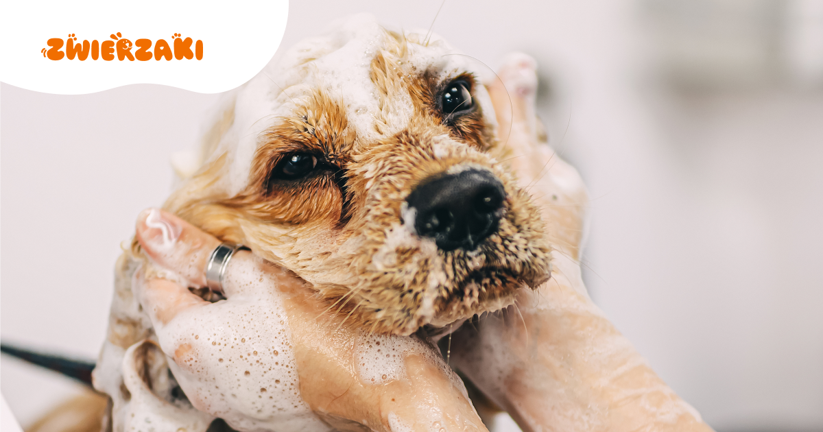 Domowe sposoby na łupież u psa. Działają czy nie?