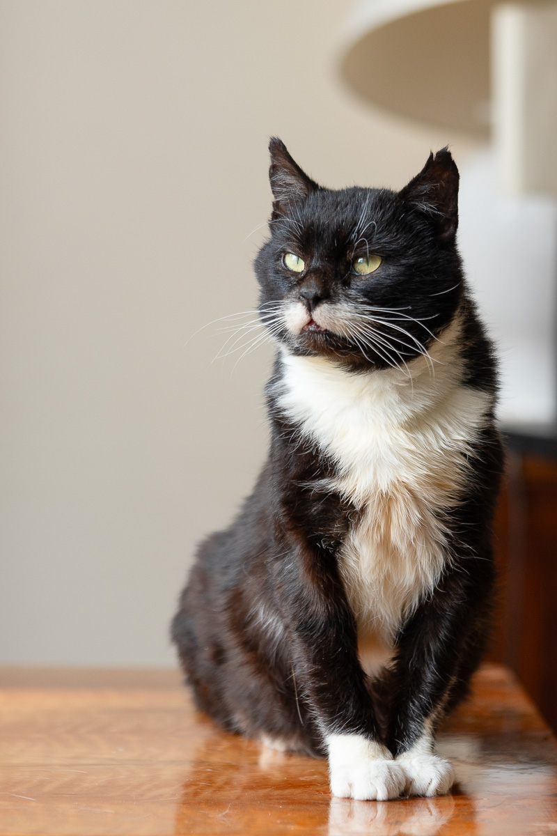 Nuniek szuka domu schronisko Zgierz-aktualne 