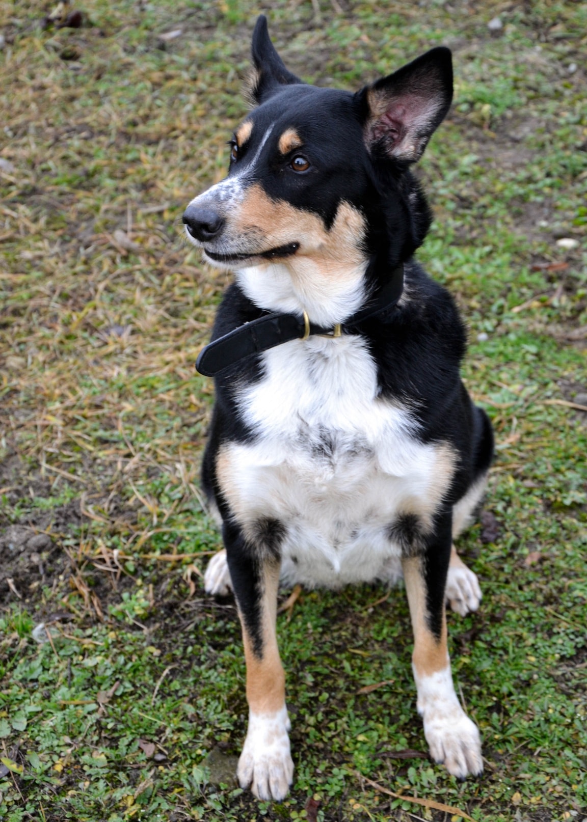 Moli