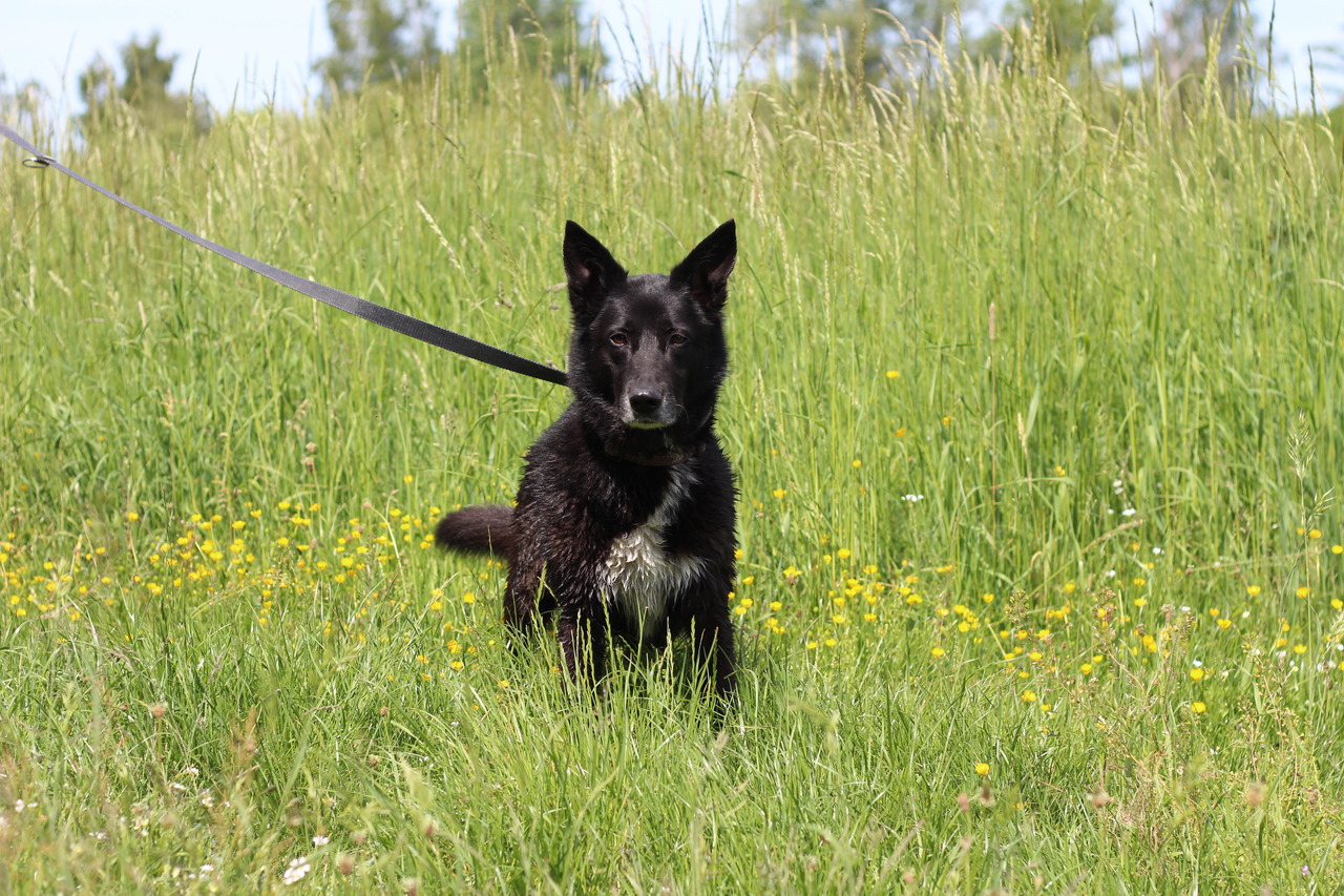Nilla