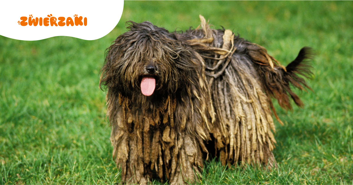 Bergamasco: pies w "dredach". Pielęgnacja i charakter tego wyjątkowego pasterza