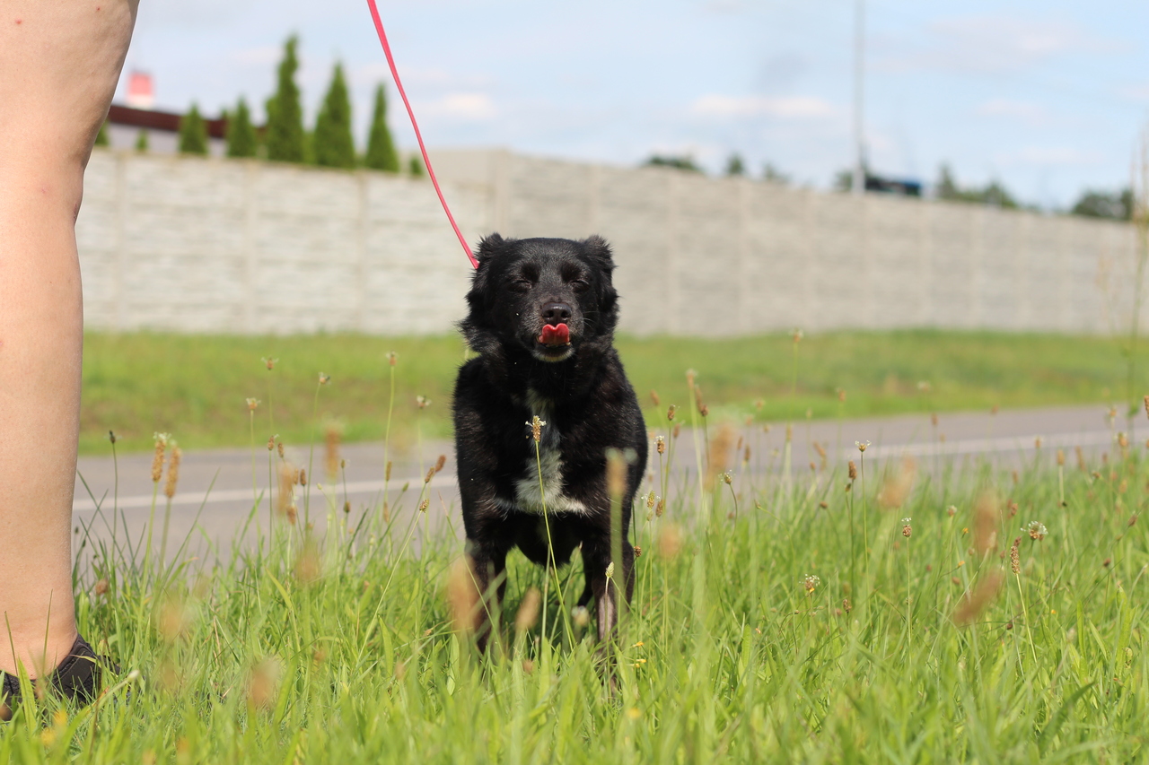 Nelka