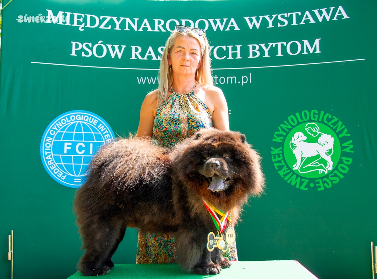 Psie piękności w Bytomiu - XIX Międzynarodowa Wystawa Psów CACIB