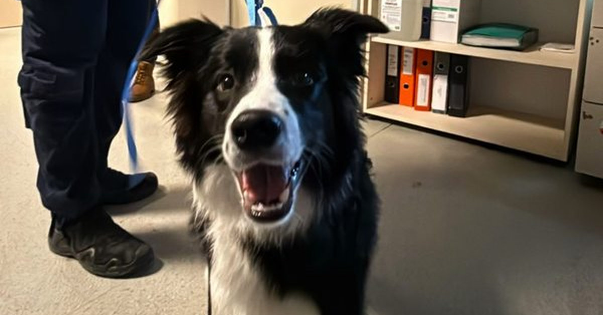 Wrocław: bił i kopał psa na spacerze. Przechodnie uratowali zwierzę