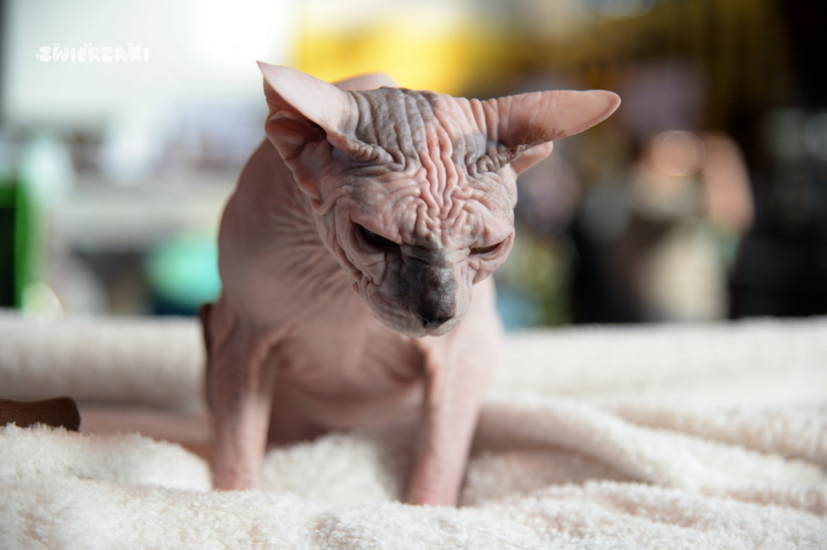 Międzynarodowa Wystawa Kotów Rasowych Szczecin 2026 – co działo się w miniony weekend?