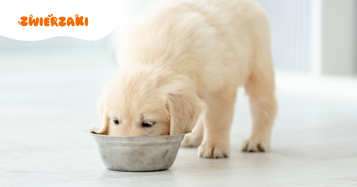 Dlaczego pies wącha dno miski po jedzeniu? Co nam to mówi?