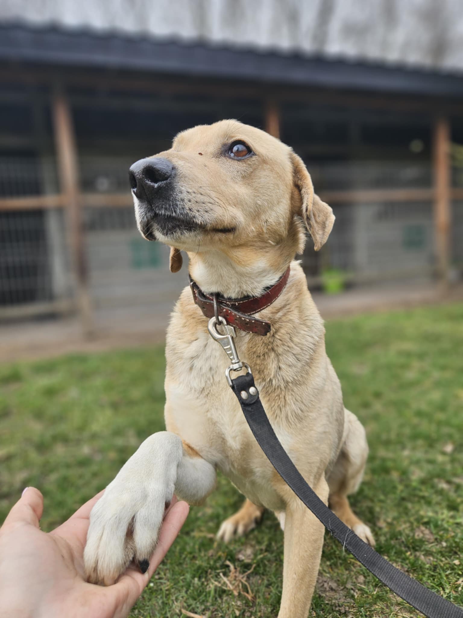 Sunraise mix Labrador 