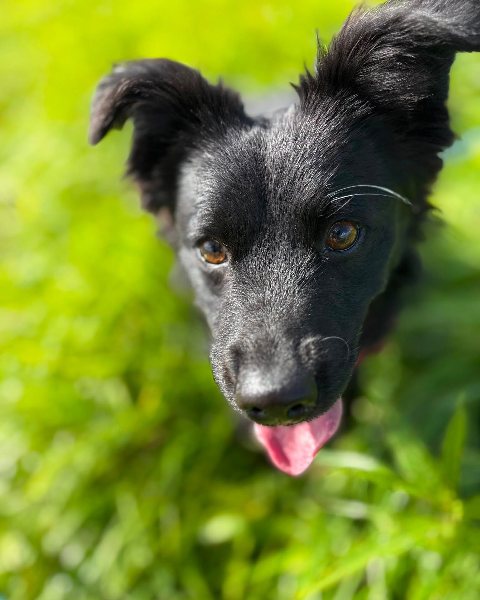 BLACKY