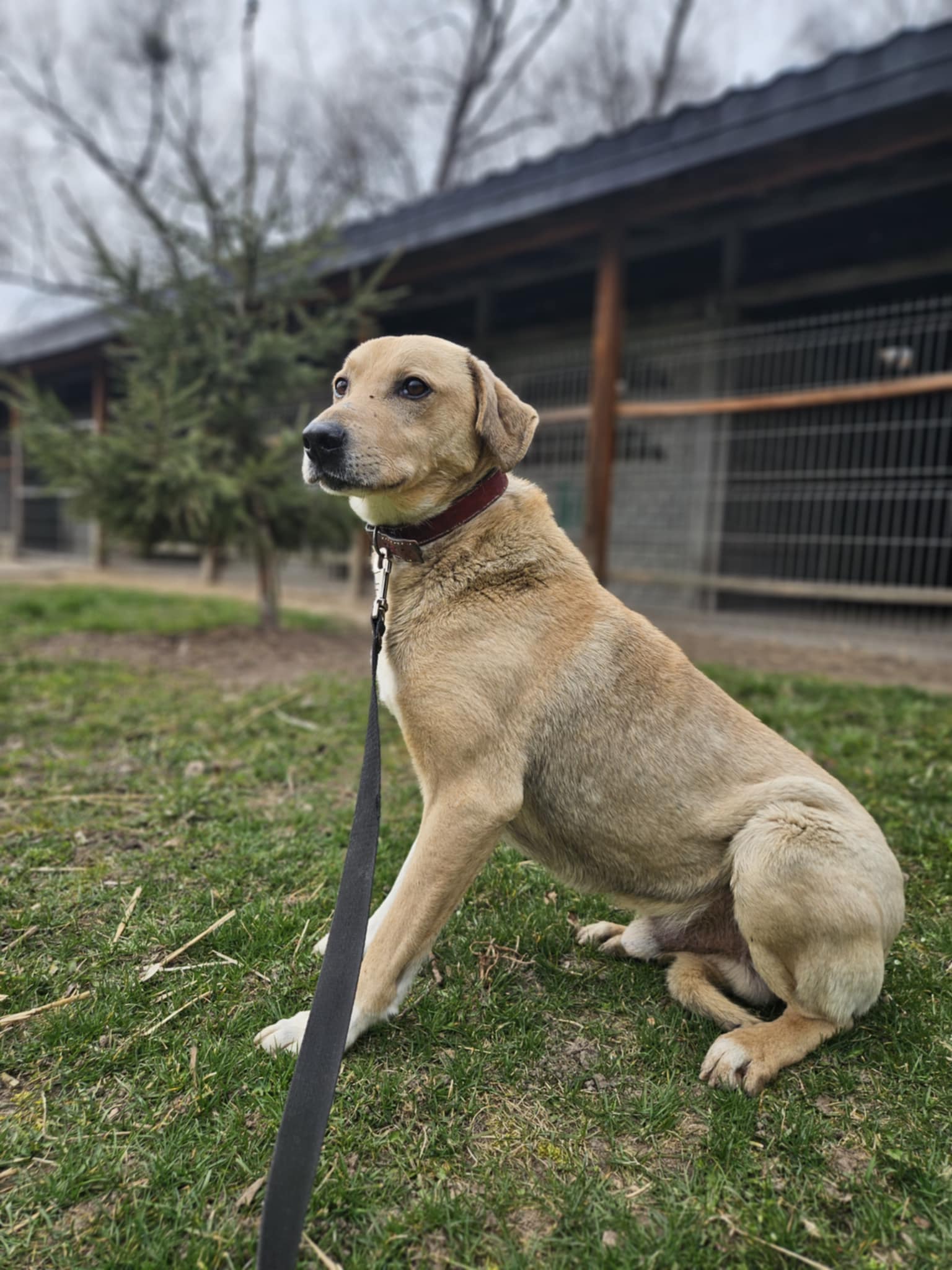 Sunraise mix Labrador 