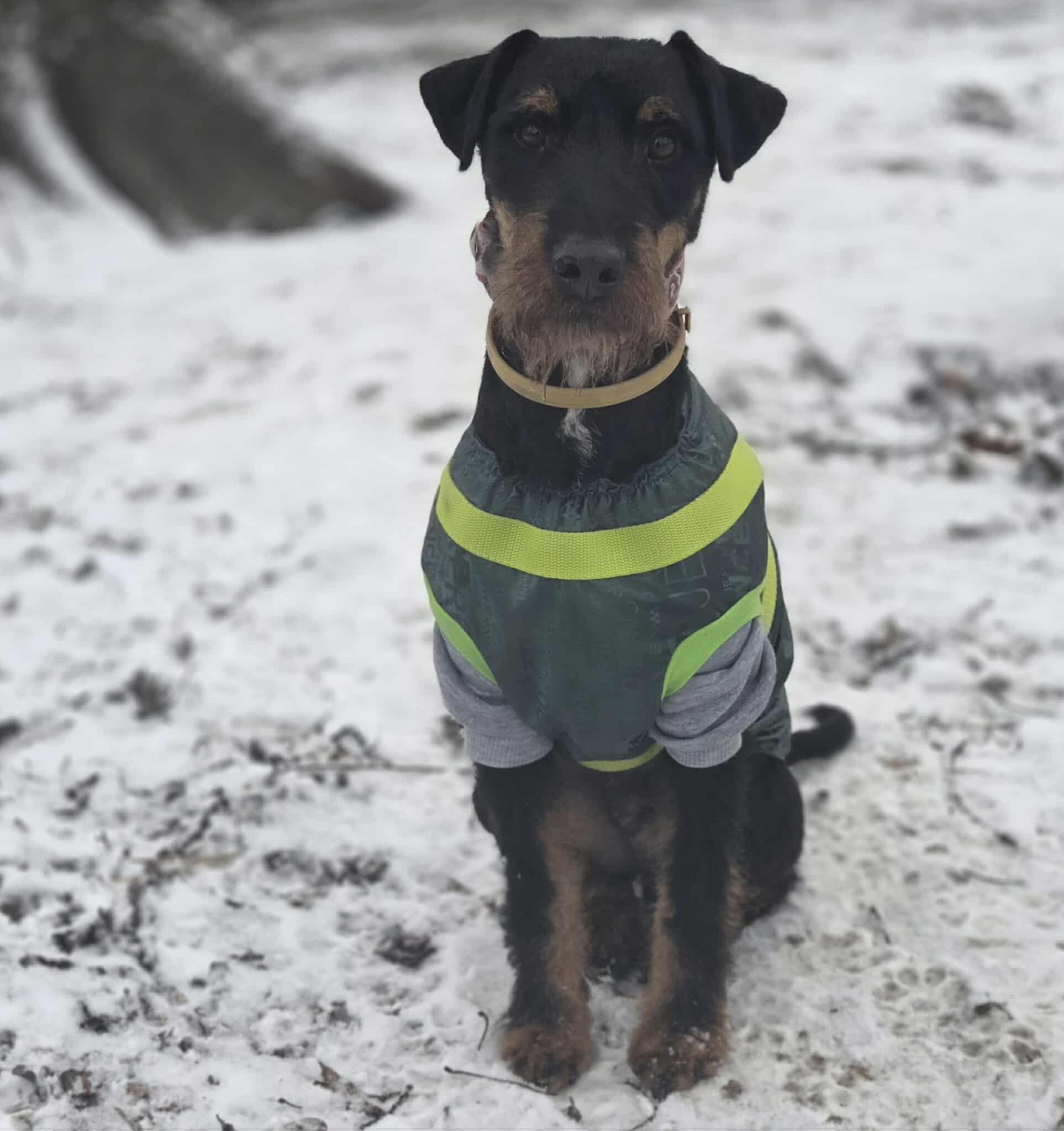 Wiliam terier niemiecki pilne 