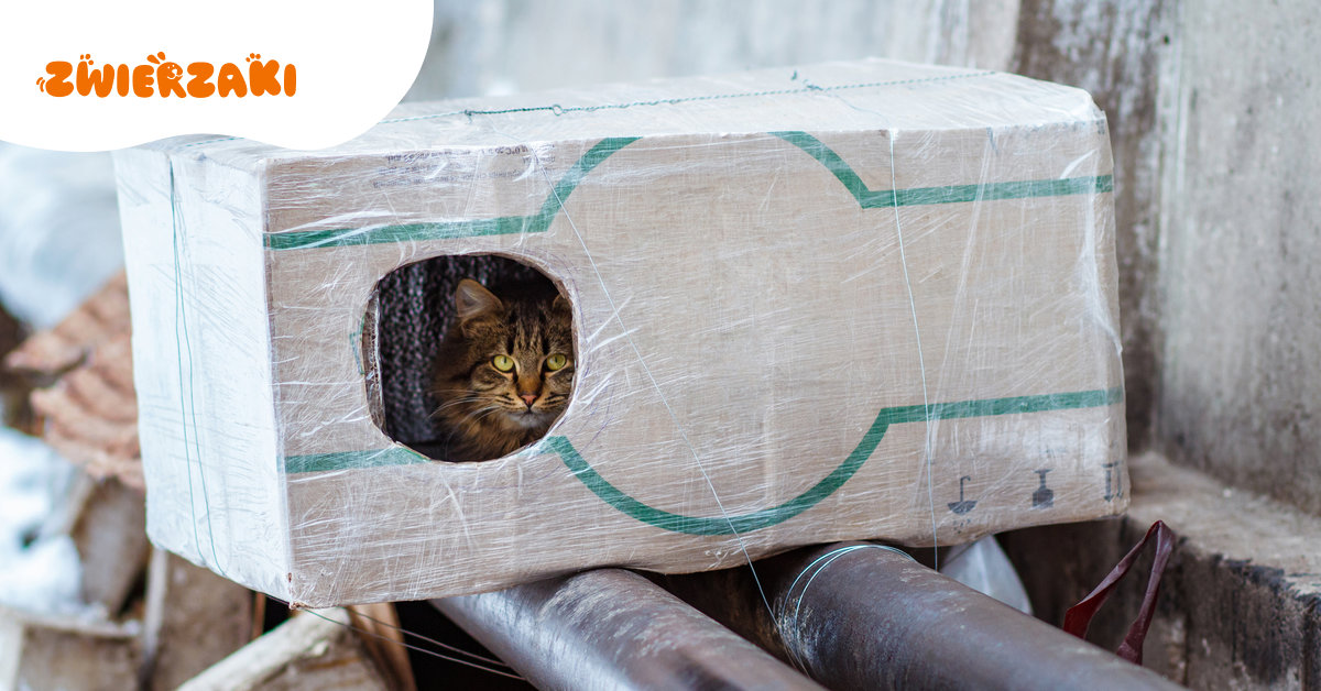 Zima dla wolnożyjących kotów może być trudna. Jak im pomóc przetrwać mróz?