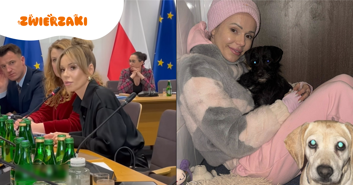 Efekt Dody działa: jak wspierać schroniska w sposób odpowiedzialny i skuteczny?