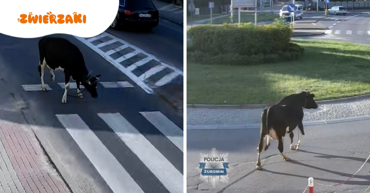 Krowa na gigancie w Żurominie. Policja błyskawicznie zakończyła jej wycieczkę