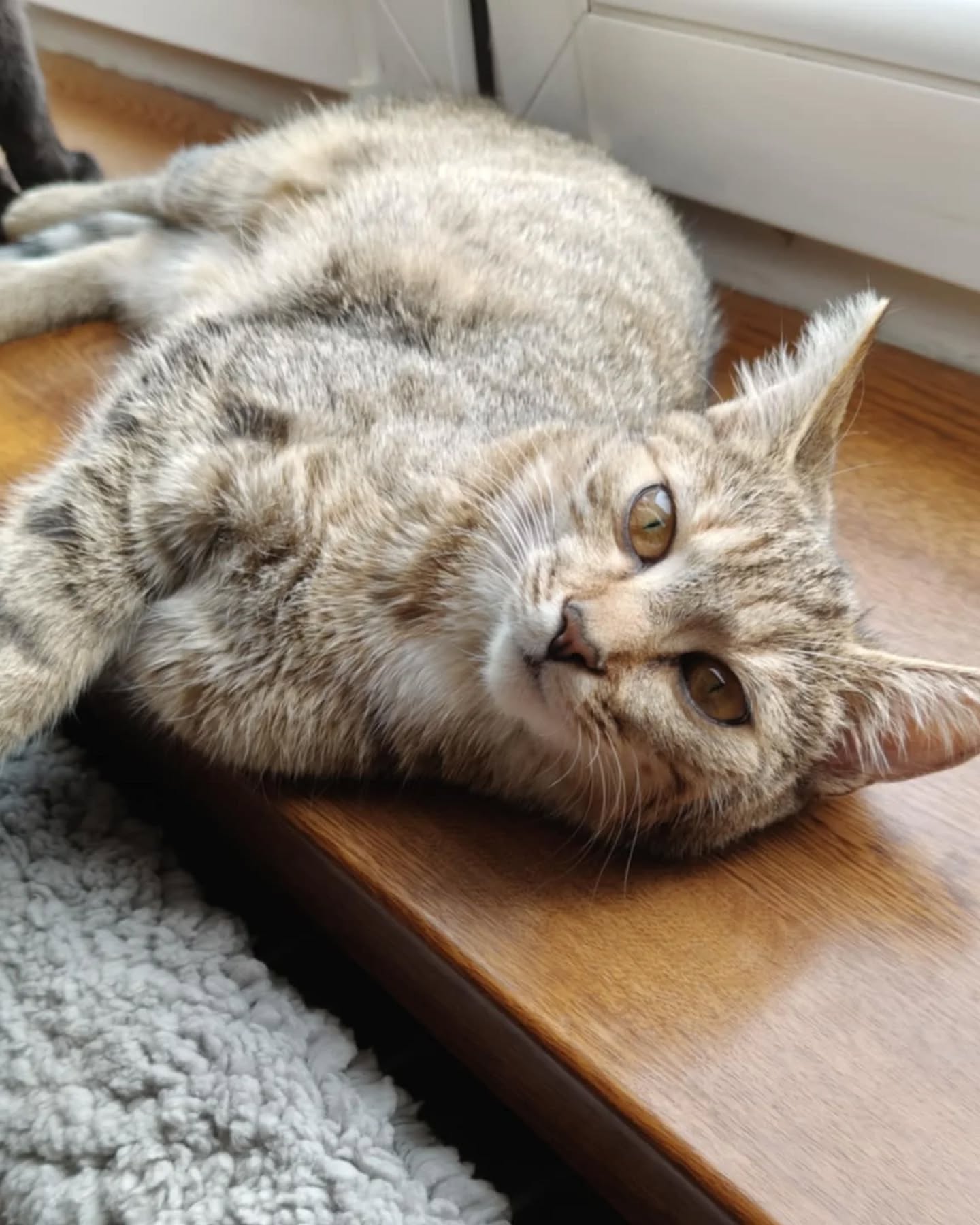 Lila