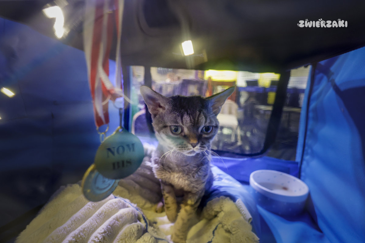 Międzynarodowa Wystawa Kotów Rasowych w Poznaniu – dwa dni pełne kociego piękna