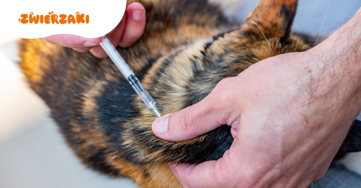 Nowy obowiązek dla właścicieli kotów: czipowanie i rejestracja może stać się powszechne