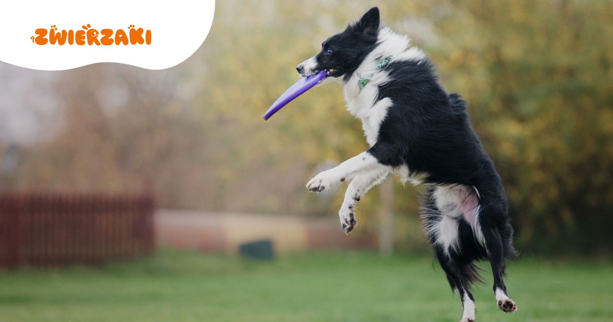 Dogfrisbee. Widowiskowy sport, który pokocha twój pies