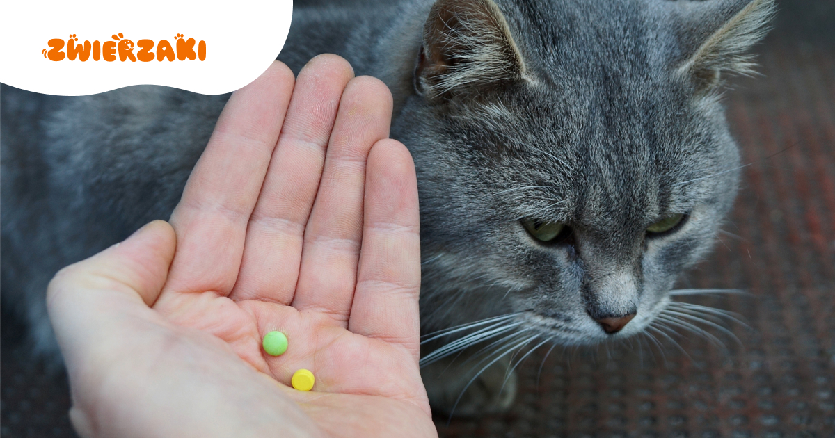 Suplementy dla zwierząt: kiedy mają sens, a kiedy to tylko marketing?