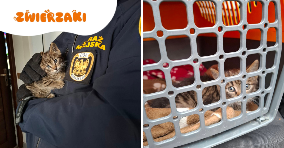 Miauczenie spod maski auta w Wodzisławiu Śląskim. Strażnicy uratowali kociaka – i apelują do kierowców przed zimą