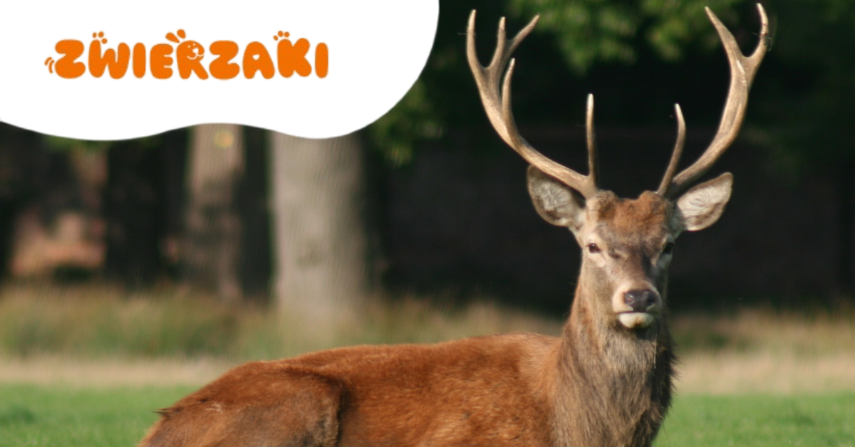 Krwawiące poroże jelenia? Nie panikuj – to naturalny proces