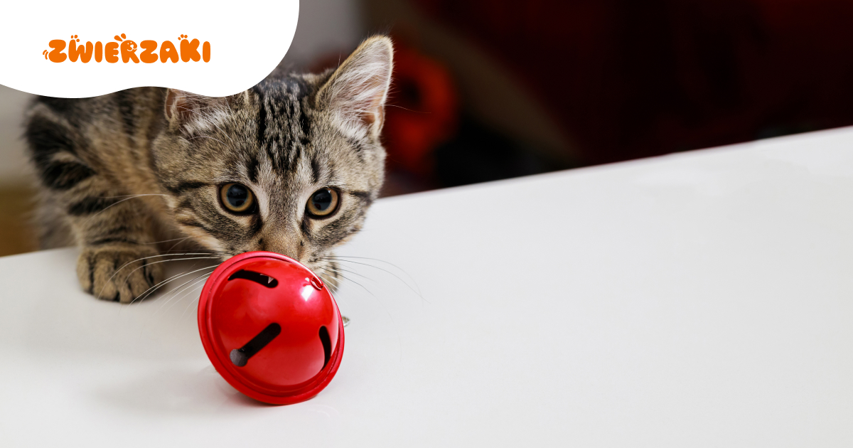 Zabawy węchowe dla kota. Stymulacja, która rozwija jego zmysły