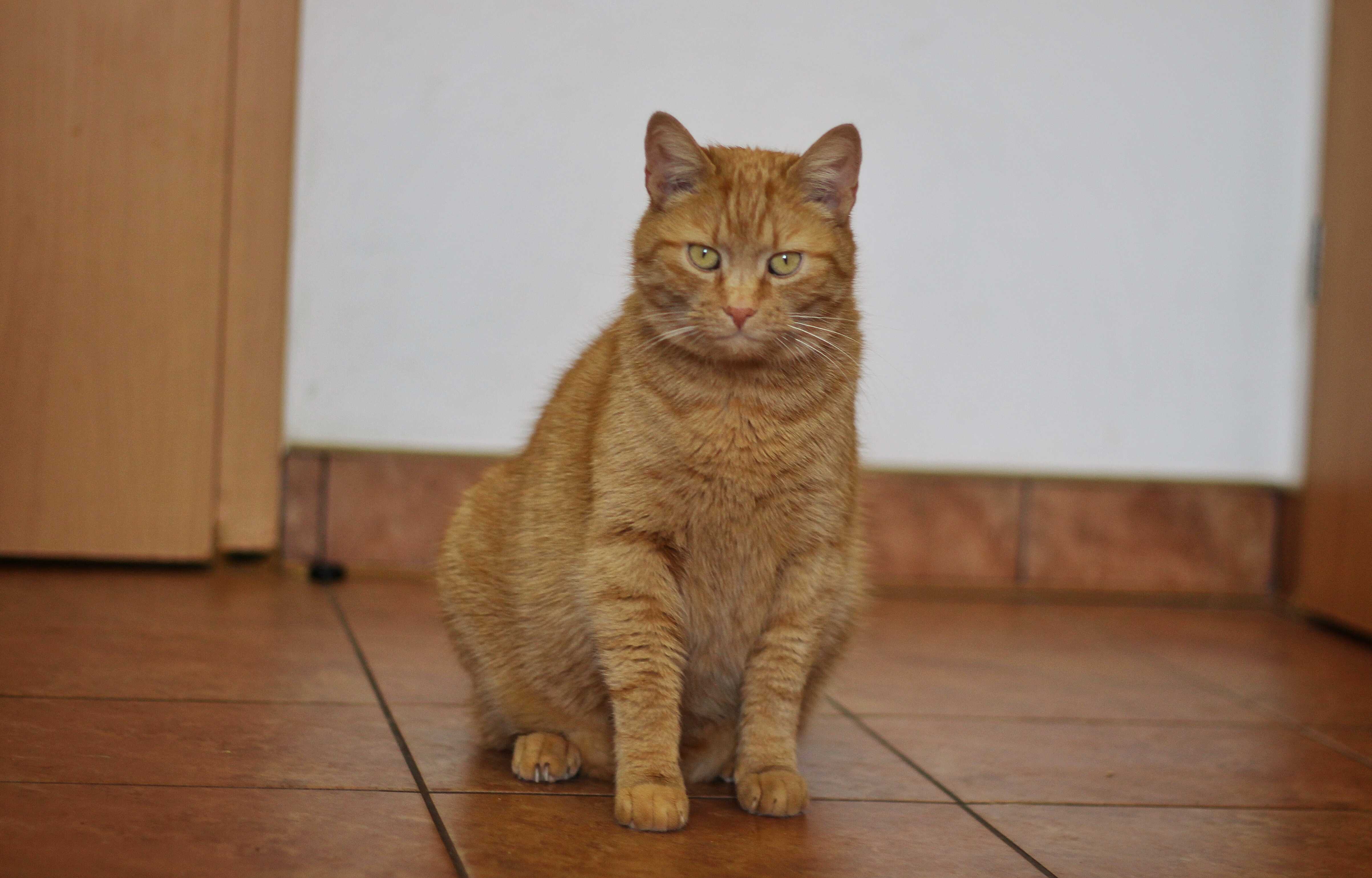 Garfield