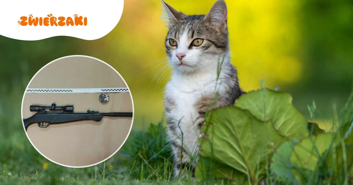 Strzelał do kota z wiatrówki. Usłyszał zarzut znęcania się ze szczególnym okrucieństwem