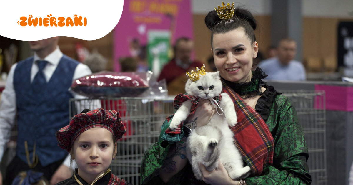 Międzynarodowa Wystawa Kotów Rasowych w Gdyni – fotorelacja z „British Aristocats Show” 