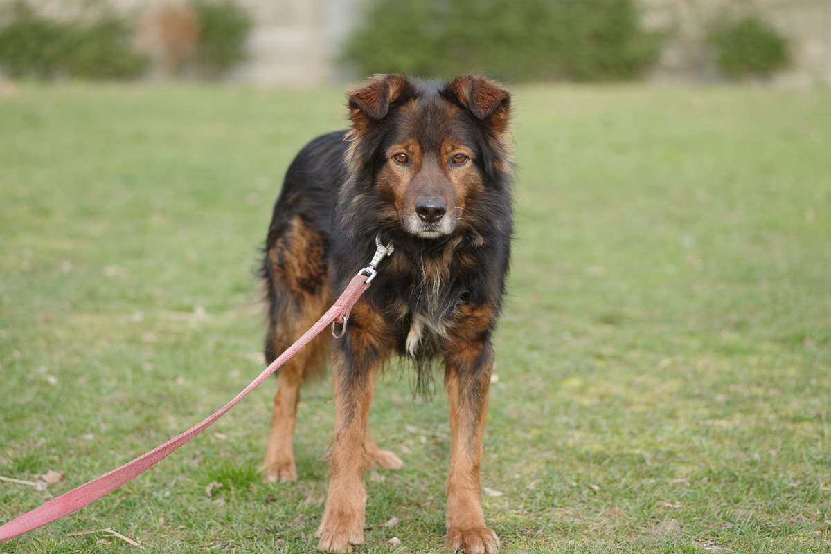 Zorro 