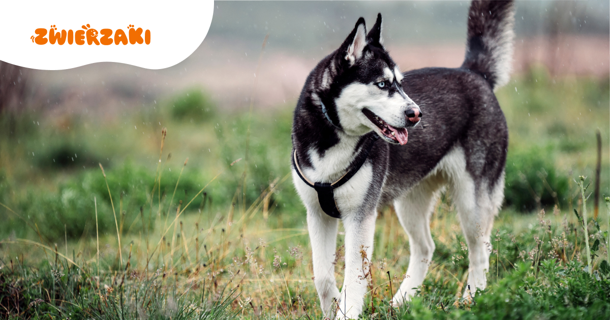 Husky. Energiczny pies o wilczym spojrzeniu