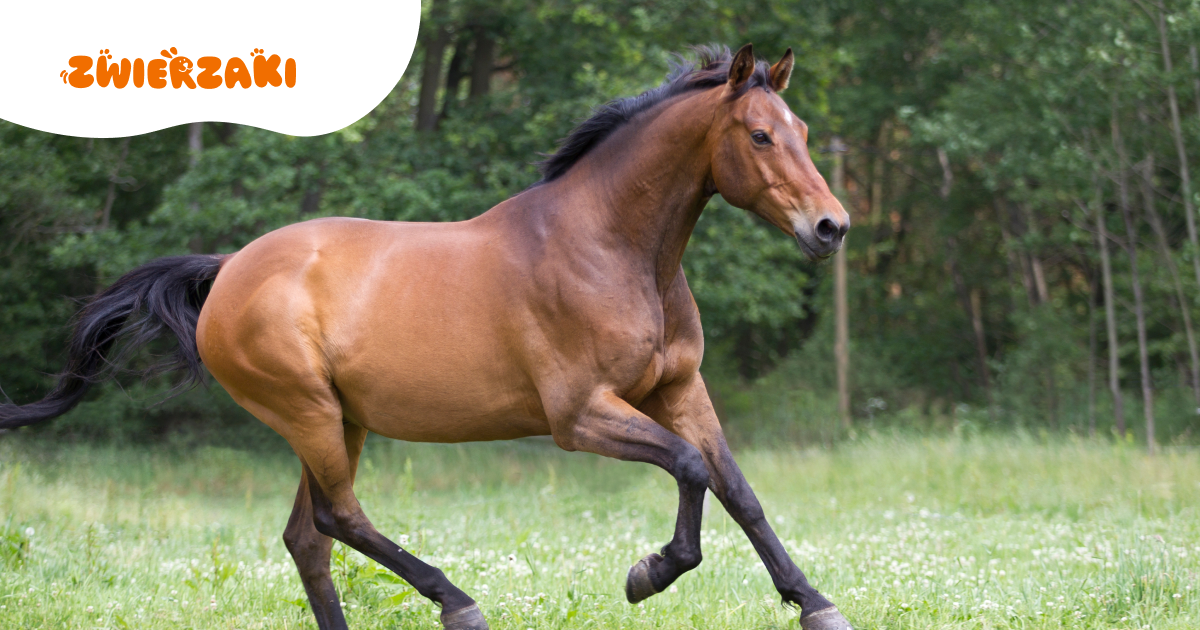 Niderlandzki koń gorącokrwisty: koń sportowy o wyjątkowej inteligencji
